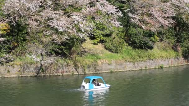 Flor de cerezo en Chidorigafuchi en Tokio tiro ancho — Vídeos de Stock