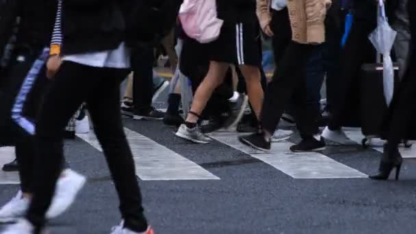 도쿄 시부야 건널목을 걷는 사람들의 다리 비오는 날 — 비디오