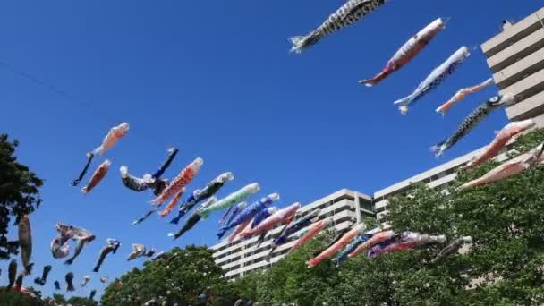 Streaming di carpe al parco di Tokyo di giorno soleggiato — Video Stock