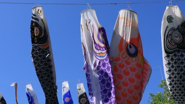 Carpa serpenteante en el parque en Tokio soleado durante el día — Vídeo de stock