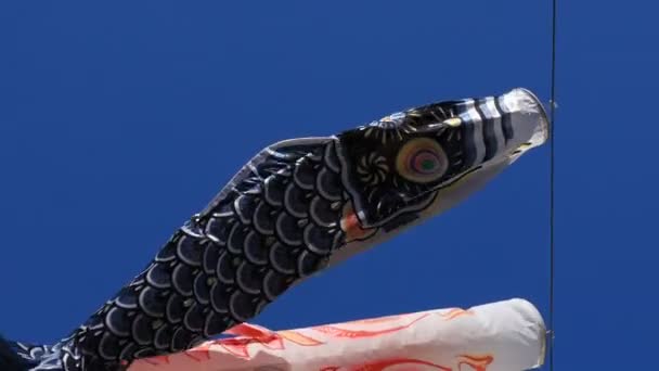 Carpa serpenteante en el parque en Tokio soleado durante el día — Vídeo de stock
