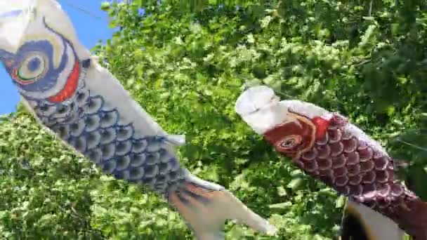 Carpa serpenteante en el parque en Tokio soleado durante el día — Vídeo de stock