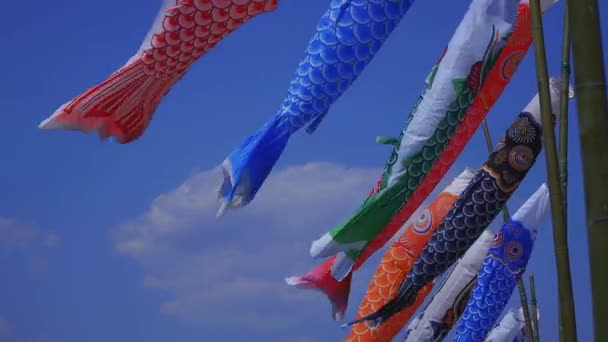 茨城鲁津大桥的鲤鱼溪流白天阳光明媚 — 图库视频影像