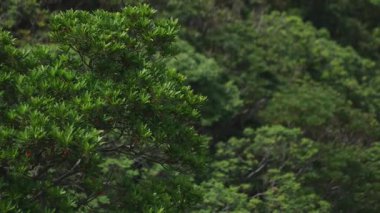 Amami oshima Kagoshima geniş atış mavi okyanus yakınında Manenzaki burun