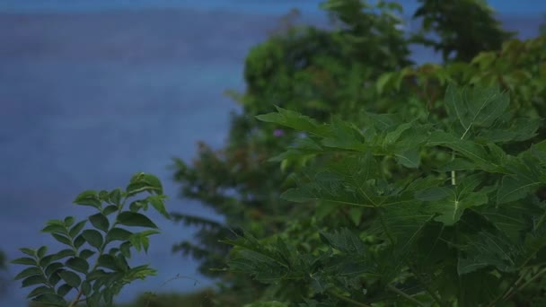 Manenzaki promontorio cerca del océano azul en Amami oshima Kagoshima tiro ancho — Vídeos de Stock