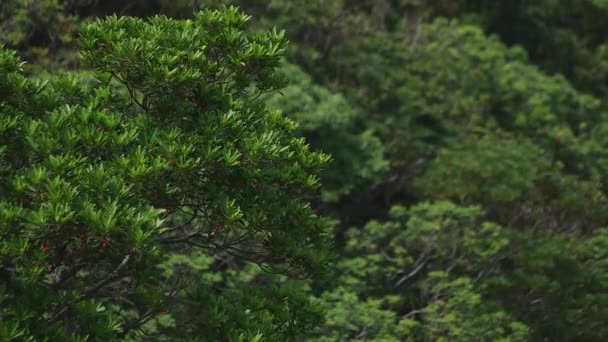 Мыс Манензаки возле голубого океана в Амами Осима Кагосима — стоковое видео