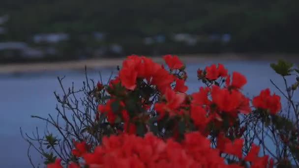 Manenzaki Promontory in de buurt van de blauwe oceaan in Amami Oshima Kagoshima Wide shot — Stockvideo