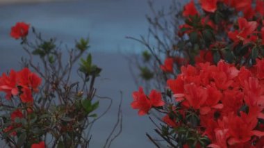 Amami oshima Kagoshima geniş atış mavi okyanus yakınında Manenzaki burun