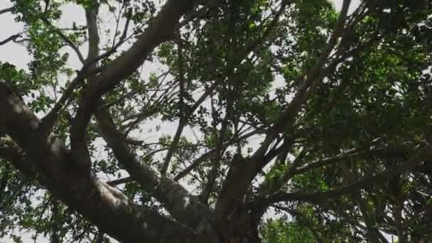 Promontoire de Manenzaki près de l'océan bleu à Amami oshima Kagoshima plan large — Video