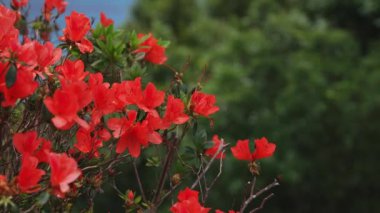 Amami oshima Kagoshima geniş atış mavi okyanus yakınında Manenzaki burun