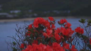 Amami oshima Kagoshima geniş atış mavi okyanus yakınında Manenzaki burun