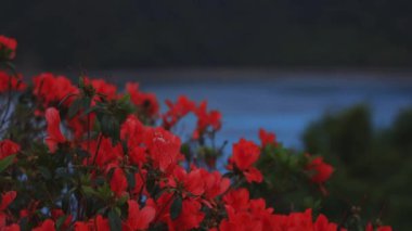 Amami oshima Kagoshima geniş atış mavi okyanus yakınında Manenzaki burun