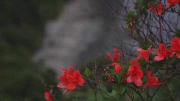 Manenzaki hegyfokot közelében a kék óceán Amami Oshima Kagoshima széles lövés — Stock videók