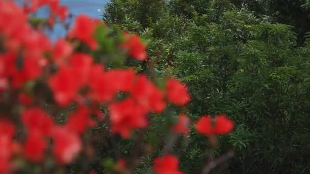 奄美大島鹿児島広いショットの青い海の近くの真年崎のプロモントリー — ストック動画