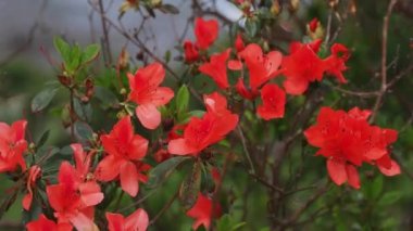 Amami oshima Kagoshima geniş atış mavi okyanus yakınında Manenzaki burun