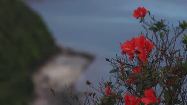 在鹿儿岛岛的蓝海附近的曼嫩崎海角宽射 — 图库视频影像