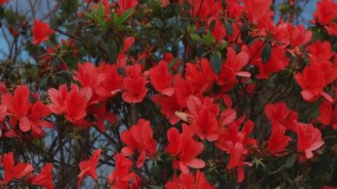 Amami oshima Kagoshima geniş atış mavi okyanus yakınında Manenzaki burun