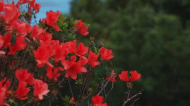 Amami oshima Kagoshima geniş atış mavi okyanus yakınında Manenzaki burun