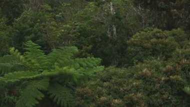 Amami oshima Kagoshima yüksek açı takachiyama promontory tropikal orman