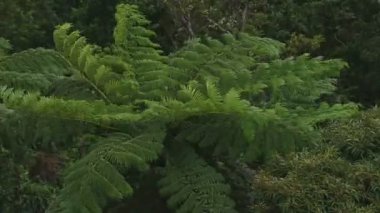 Amami oshima Kagoshima yüksek açı takachiyama promontory tropikal orman