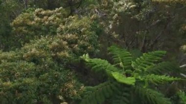 Amami oshima Kagoshima yüksek açı takachiyama promontory tropikal orman