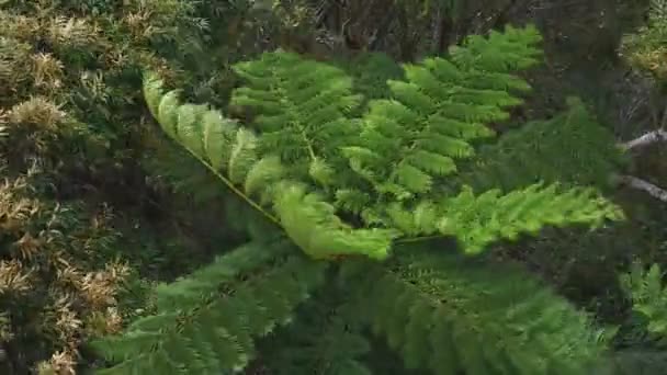 Tropický les na mysu Takachiyama v Amami v Kagošimě vysoký úhel — Stock video