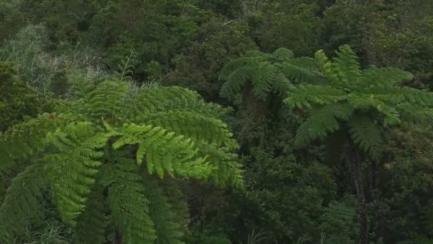 Forêt tropicale au promontoire Takachiyama à Amami oshima Kagoshima grand angle 