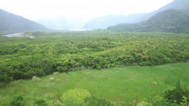 Amami oshima Kagoshima yağmurlu gün Mangrov orman