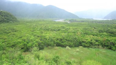 Amami oshima Kagoshima yağmurlu gün Mangrov orman