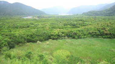 Amami oshima Kagoshima yağmurlu gün Mangrov orman