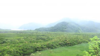 Amami oshima Kagoshima yağmurlu gün Mangrov orman