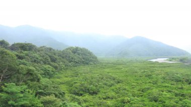 Amami oshima Kagoshima yağmurlu gün Mangrov orman