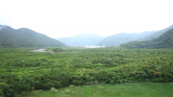 아마미 오시마 가고시마의 맹그로브 숲 — 비디오