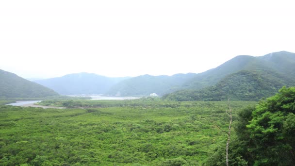 Bosque de manglares en Amami oshima Kagoshima día lluvioso — Vídeos de Stock