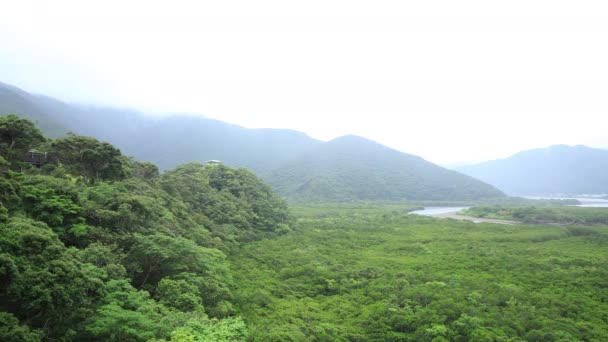 Bosque de manglares en Amami oshima Kagoshima día lluvioso — Vídeos de Stock