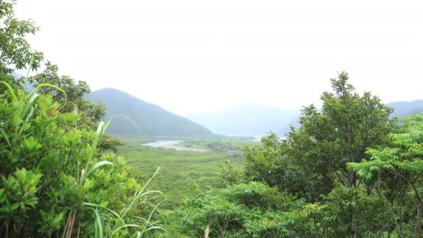 Las Mangrove w Amami Oshima Kagoshima deszczowy dzień — Wideo stockowe