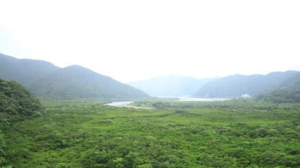 Bosque de manglares en Amami oshima Kagoshima día lluvioso — Vídeos de Stock