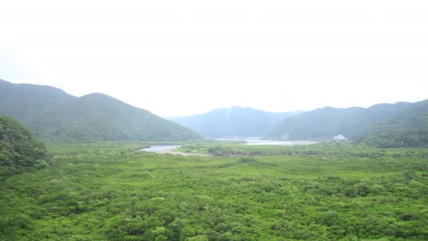 Мангровый лес в Амами Осима Кагосима дождливый день — стоковое видео