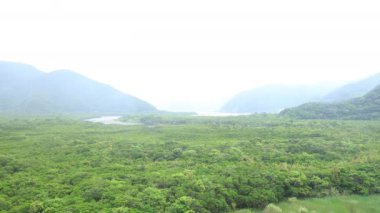 Amami oshima Kagoshima yağmurlu gün Mangrov orman