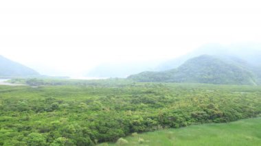 Amami oshima Kagoshima yağmurlu gün Mangrov orman