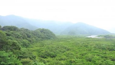 Amami oshima Kagoshima yağmurlu gün Mangrov orman