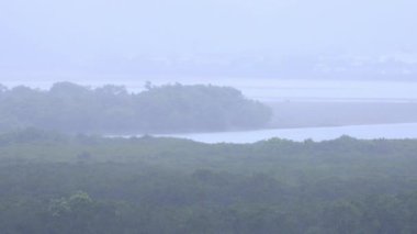 Amami oshima Kagoshima yağmurlu gün Mangrov orman