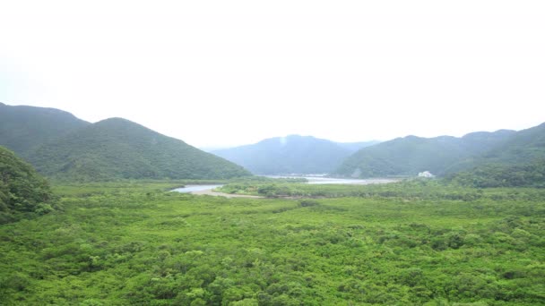 Mangrove Forest i Amami Oshima Kagoshima regnig dag — Stockvideo
