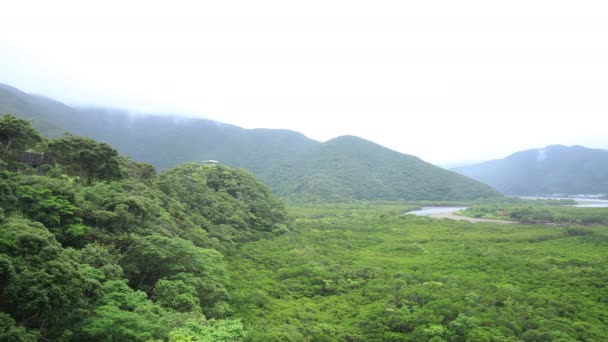 Bosque de manglares en Amami oshima Kagoshima día lluvioso — Vídeo de stock