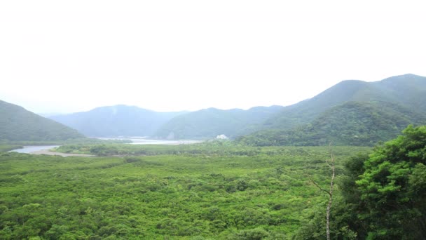 Forêt de mangroves à Amami oshima Jour de pluie à Kagoshima — Video