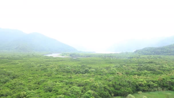 Bosque de manglares en Amami oshima Kagoshima día lluvioso — Vídeos de Stock