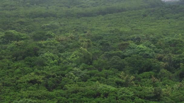 Мангровий ліс в Амамі Осима дощовий день — стокове відео