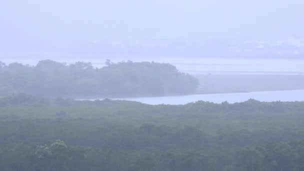 Mangrove bos in Amami Oshima Kagoshima regenachtige dag — Stockvideo