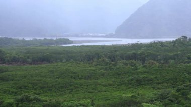 Amami oshima Kagoshima yağmurlu gün Mangrov orman
