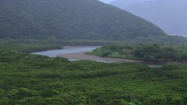 Amami oshima Kagoshima yağmurlu gün Mangrov orman